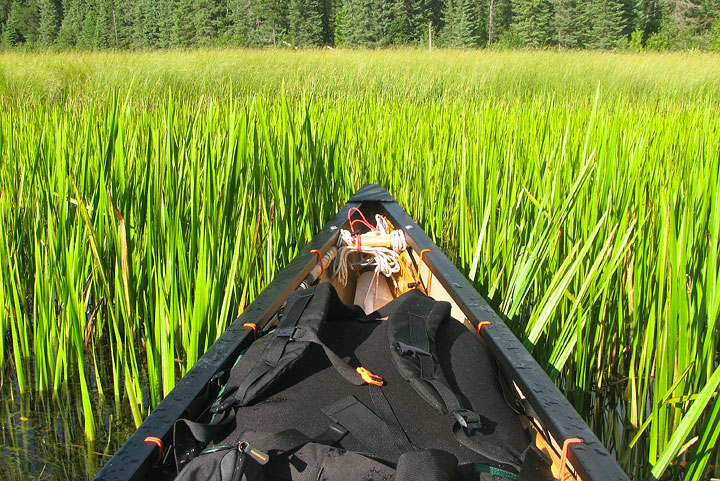 Paddle Through Grass