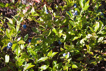 Louisa Lake blueberries