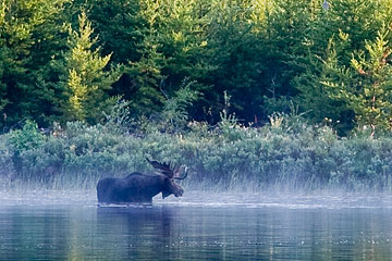 Wet Lake moose 1