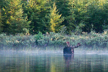 Wet Lake moose 2