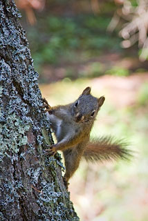 Pine squirrel