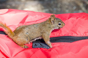 Squirrel on food bag