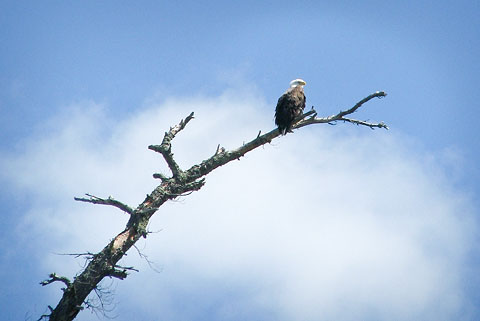 Eagle at Kennebas Falls