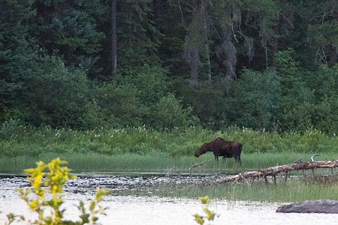 Evening moose
