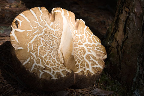 Huge mushroom 2