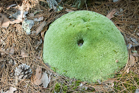 Moss clump