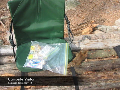 Video:Campsite Visitor