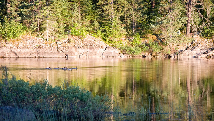 Mergansers