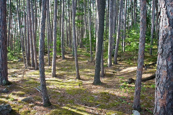 pine understory