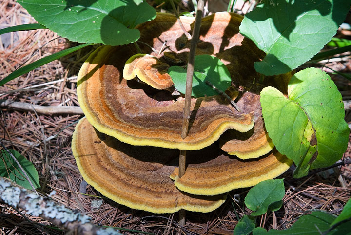 Shelf fungus
