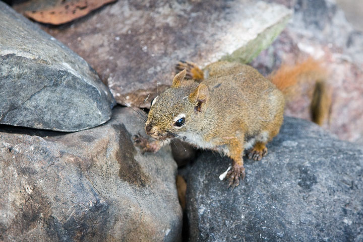 Squirrel looking for handouts