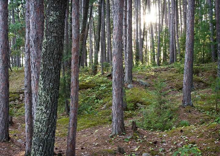 Sun drops through pines