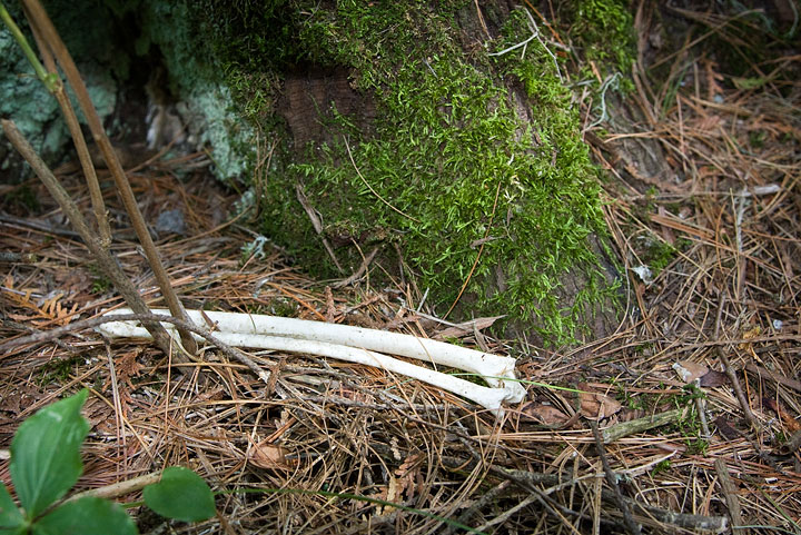 Eagle's leftovers 3