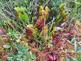 Pitcher Plants on Star Lake