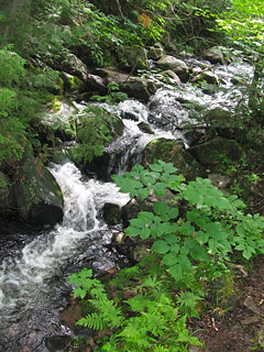 Stream along portage