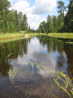 McEwen Creek