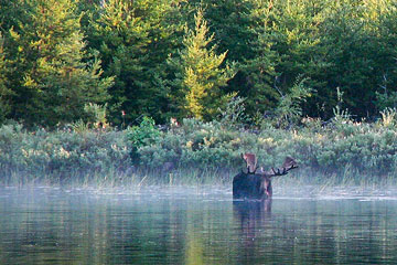 Wet Lake moose 2