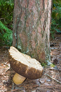 Huge mushroom 1