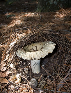 Mushroom