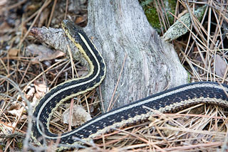 Garter snake