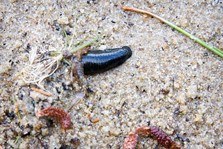 Leech digs for cover