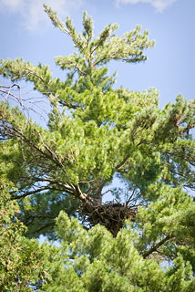 Bald eagle nest