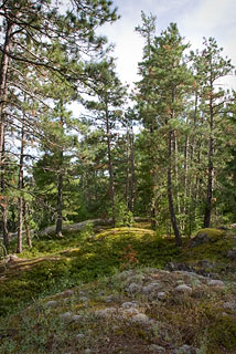 Gardners Mountain top