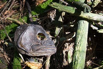 Eagle's leftovers 2