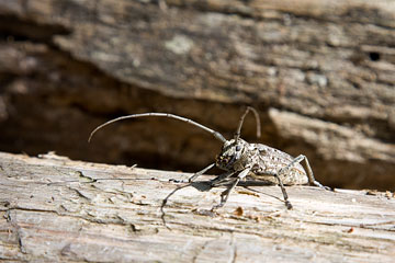 Pine Sawyer Beetle