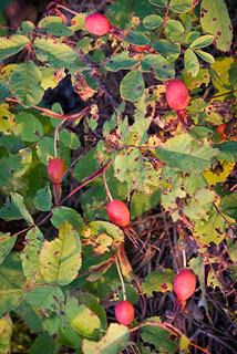 Wild rose hips