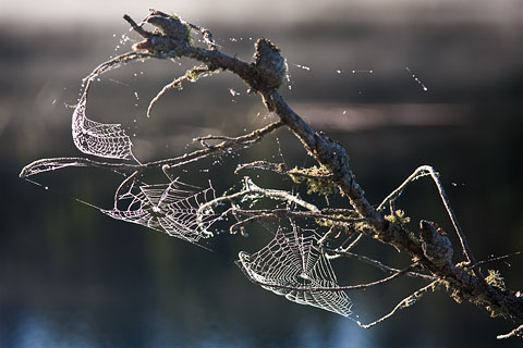 Dew on webs
