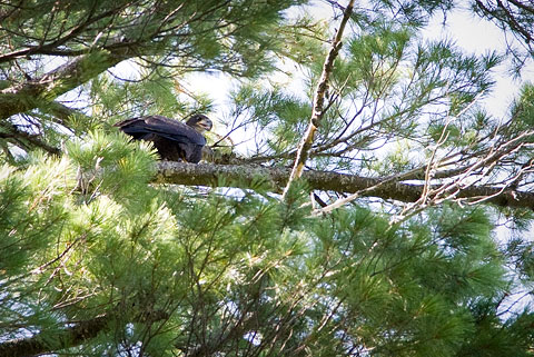 Immature bald eagle