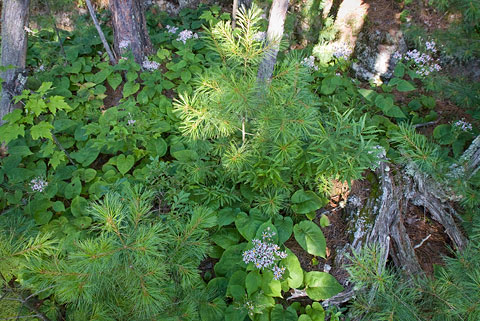 Gardners Mountain understory