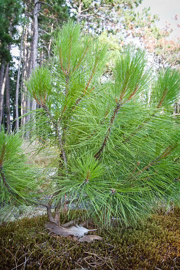 Feather under sapling