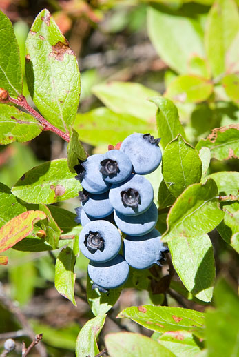 Blueberries on bush