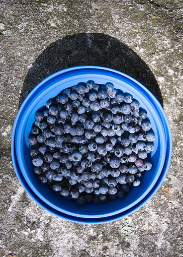 Blueberries in bowl