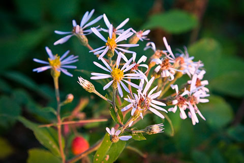 Asters