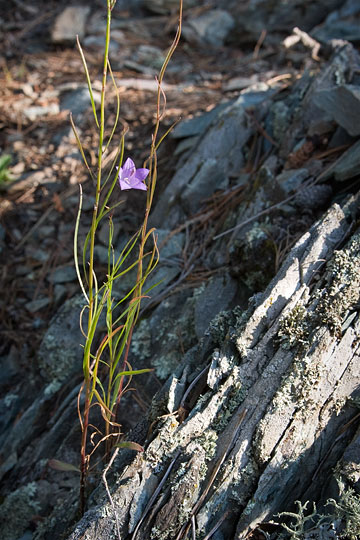 Harebell composition