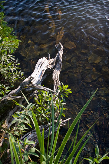 Shoreline composition